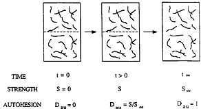 Adhesion model over time