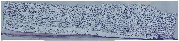 Microscopic observation of the 15 layers of PEI printed on the thin sheet of pure PEEK. There is no adhesion on one half of the sample