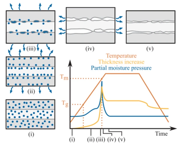 (i) the composite displays an initial content of dissolved moisture within the matrix. Then, (ii) when the temperature increases, the water molecules start to diffuse through the ply-thickness. The diffusion is accelerated when the temperature is above Tg because of the increase in chain mobility. As the temperature increases, the water exerts more and more pressure on the specimen. (iii) When the temperature reaches Tm, the water will increase the voids size because the matrix can no longer sustain the pressure induced by the water vapor, which leads to an increase in the specimen thickness. (iv) Voids start to merge and create channels between the plies enabling the water to diffuse more easily. (v) The internal void pressure decreases and the thickness decreases again.
