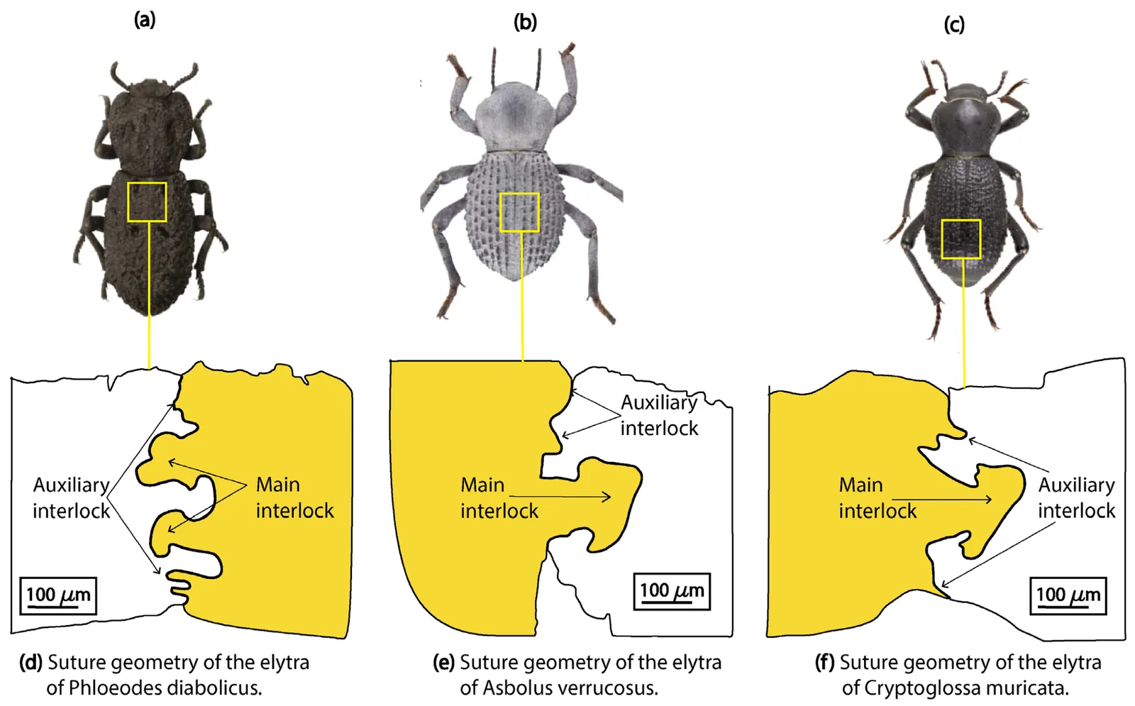 Three beetle species and cross-sections of their elytra sutures showing interlocking tooth geometry and auxiliary ridges